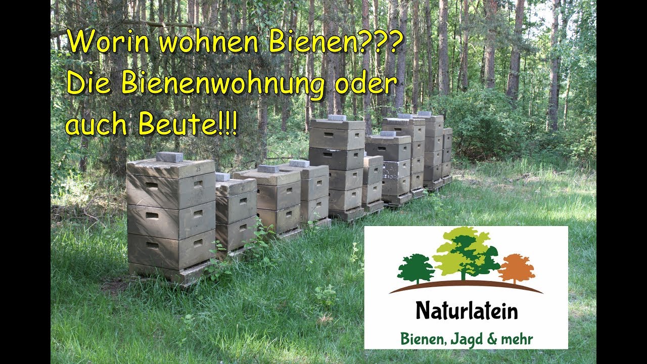 Imkern für Anfänger, Teil 2, Bienenbeute, Bienenwohnung, Bee Hive