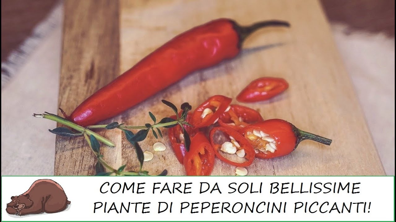 Semina e coltivazione del Peperoncino piccante
