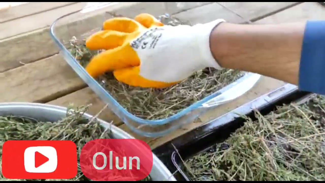 Dağ Kekiği (Zahter) Nasıl Ayıklanır?