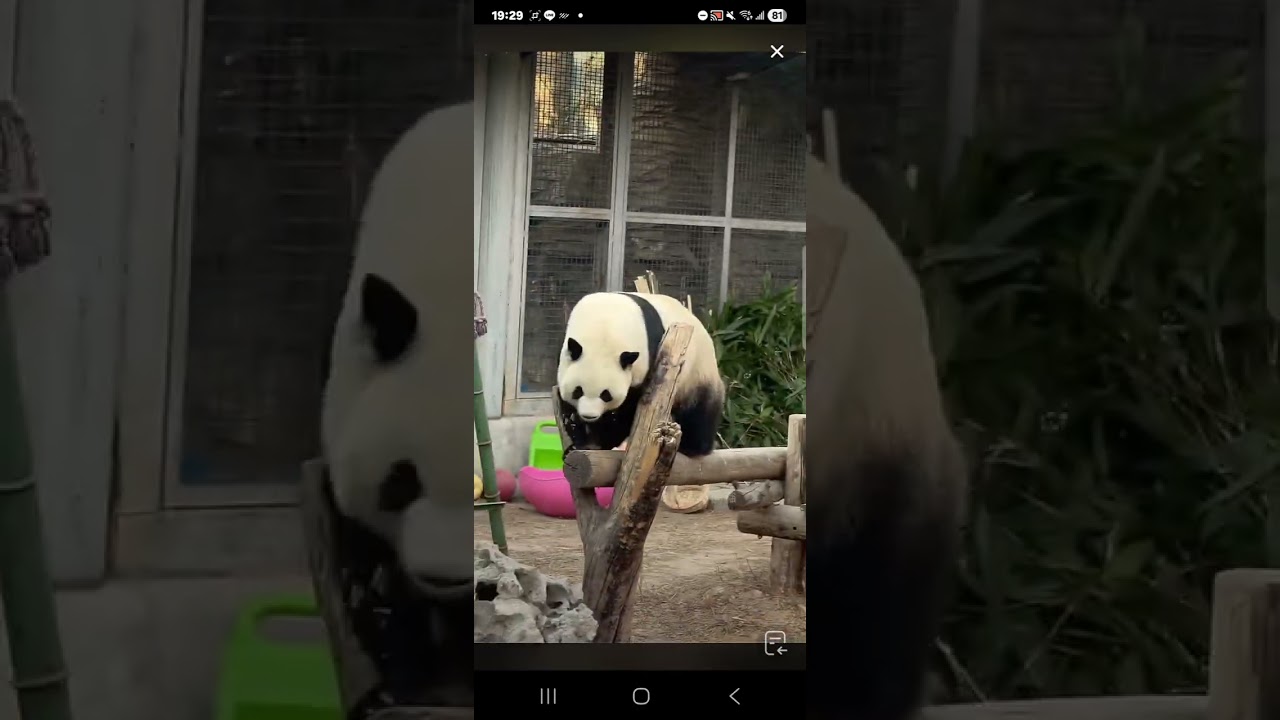阿三看熊貓錄頻分享🐼 2月24號 小萌蘭大年初八日常活動時間 8點多活動