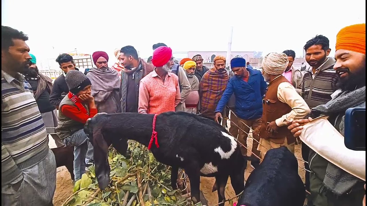 ਰਾਜੂ ਨੇ ਸੌਦਾ ਟੁੱਕਤਾ ਅਗੋਂ ਮਿਲਗਿਆ ਜਵਾਬ ਗੱਭਣ ਬੱਕਰੀਆਂ ਦੂਜੀ ਥਾਂ ਜਾ ਵਿਕੀਆਂ ਦੇਖੋ || #tungwalibakramandi
