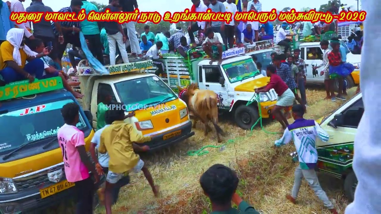 👑#மதுரை மாவட்டம்#வெள்ளலூர் நாடு#உறங்கான்பட்டி மாபெரும் மிகப்பெரிய மஞ்சுவிரட்டு 2026 வீடியோ  பகுதி -3