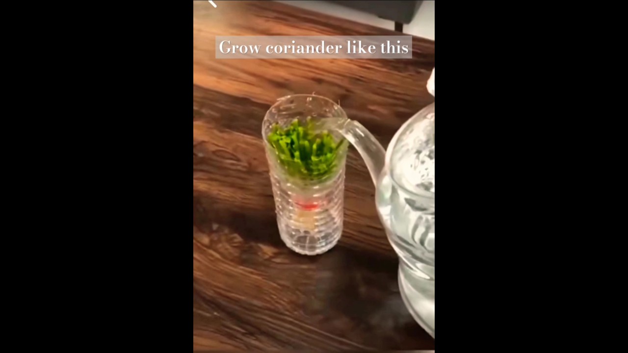 Grow coriander☘️ in plastic bottle #shorts #gardeningideas #ytshorts #youtubeshorts