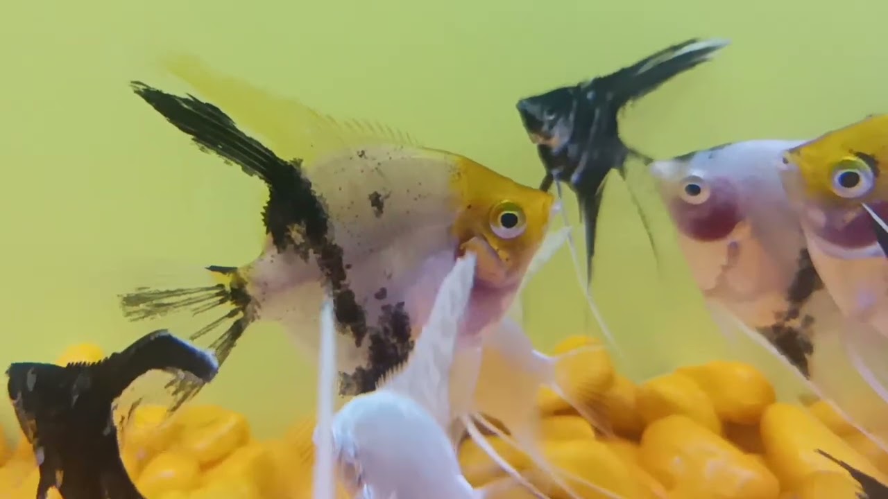 new fish add natural aquarium junagadh (7/10/2024)
