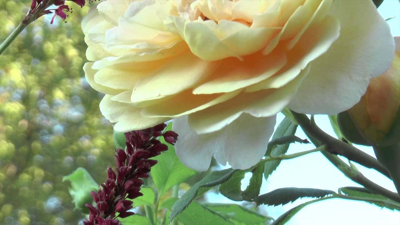 Panasonic AG AC90 Color test