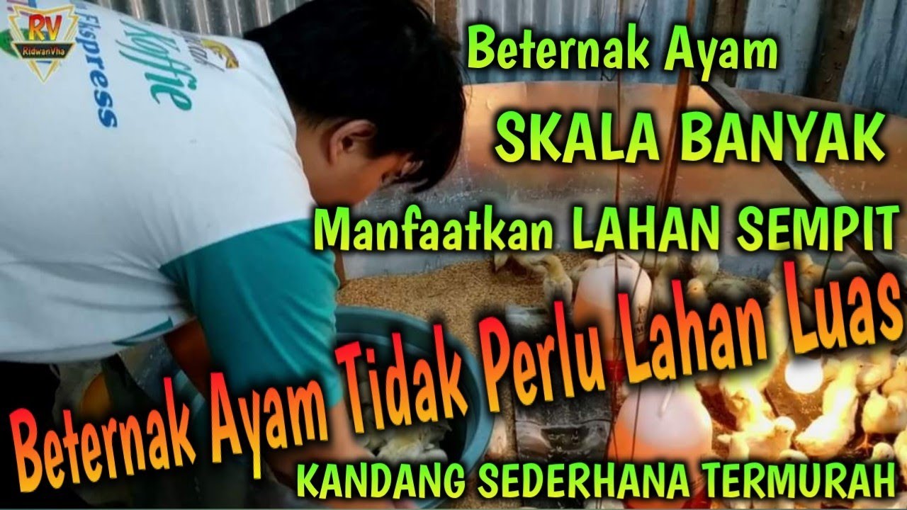 Beternak Ayam SKALA BANYAK Manfaatkan LAHAN SEMPIT Belakang Rumah || KANDANG SEDERHANA TERMURAH