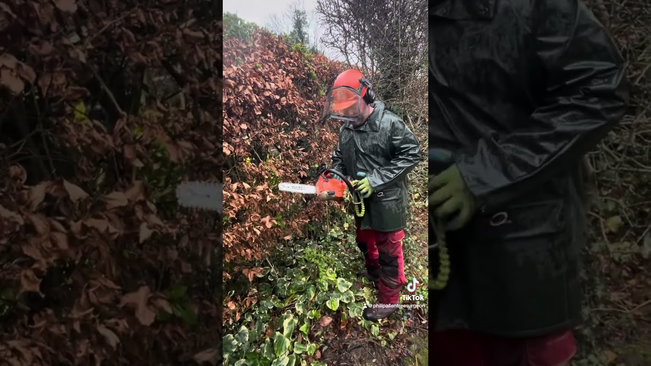 Beech hedge maintenance