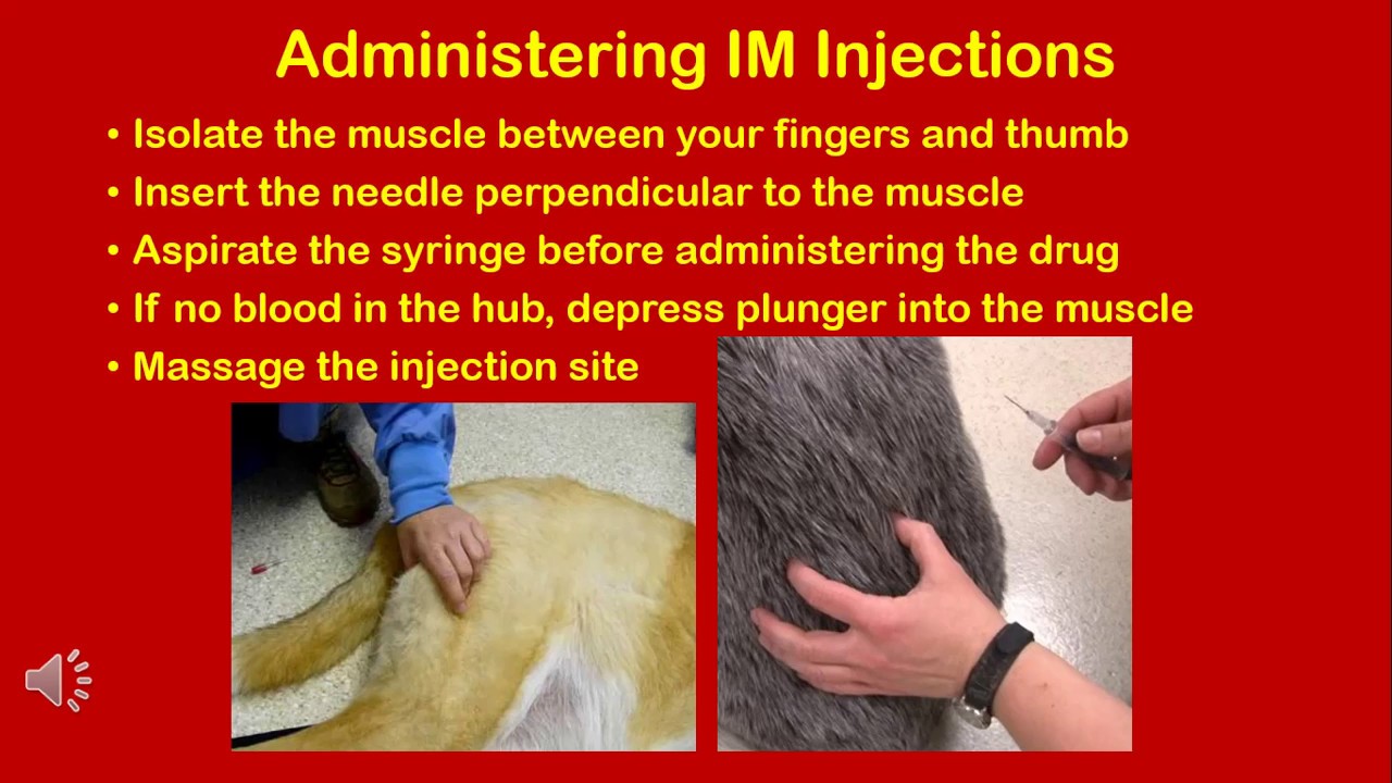 Basics of Injection Sites and Venipuncture for Veterinary Assistants