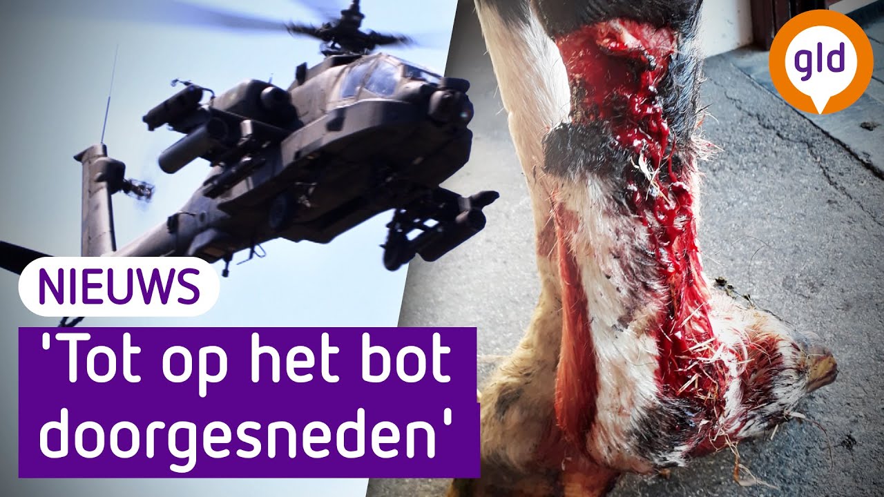 Dode biggen en gewonde paarden: schade door laagvliegoefeningen van Defensie