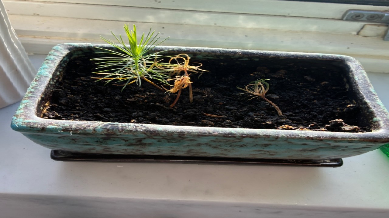 What is it about this plant
