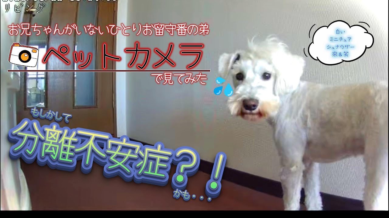 【ミニチュアシュナウザー】分離不安症？！ペットカメラでみたひとりお留守番
