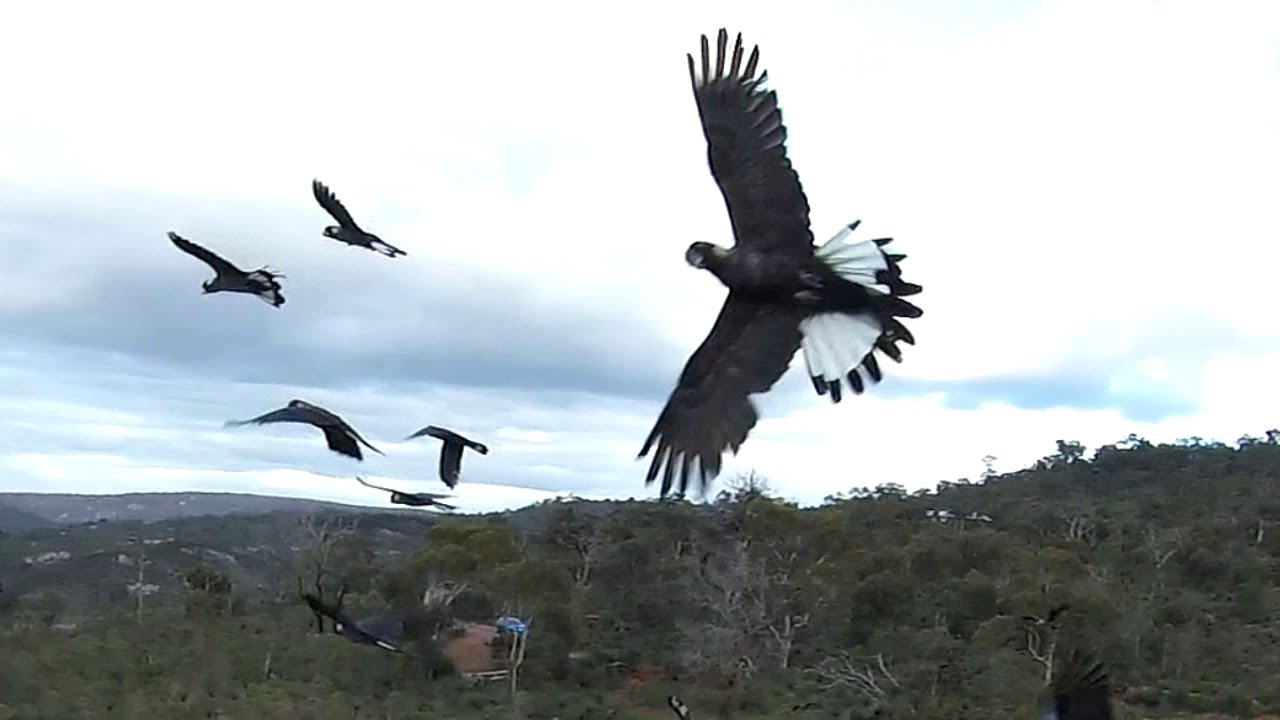 Black Cockatoos flying with my mini quadcopter at the ZigZag