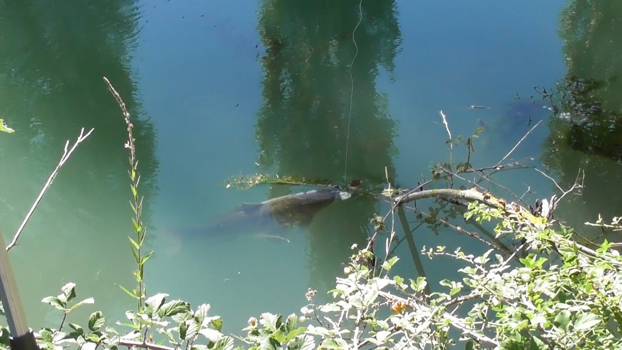 PESCA DE BARBO QUE QUITA EL CEBO A UNA CARPA.