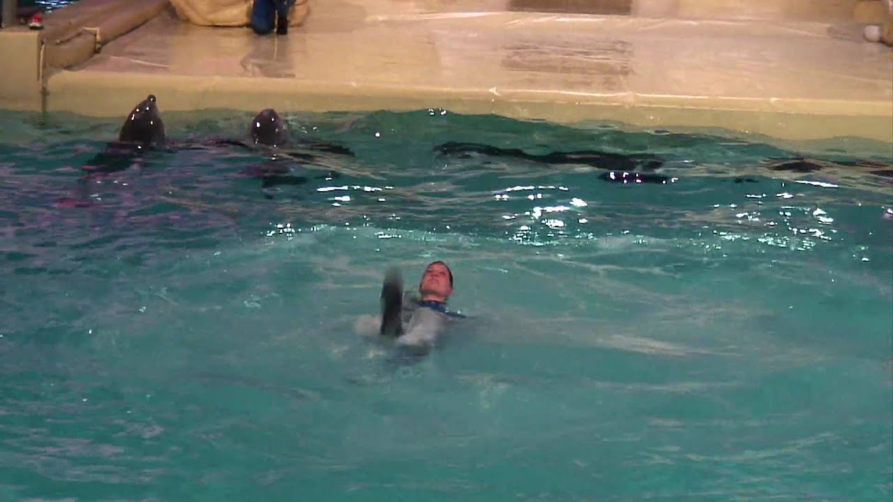 Dolphin Show The Netherlands - Dolfijnenshow Dolfinarium