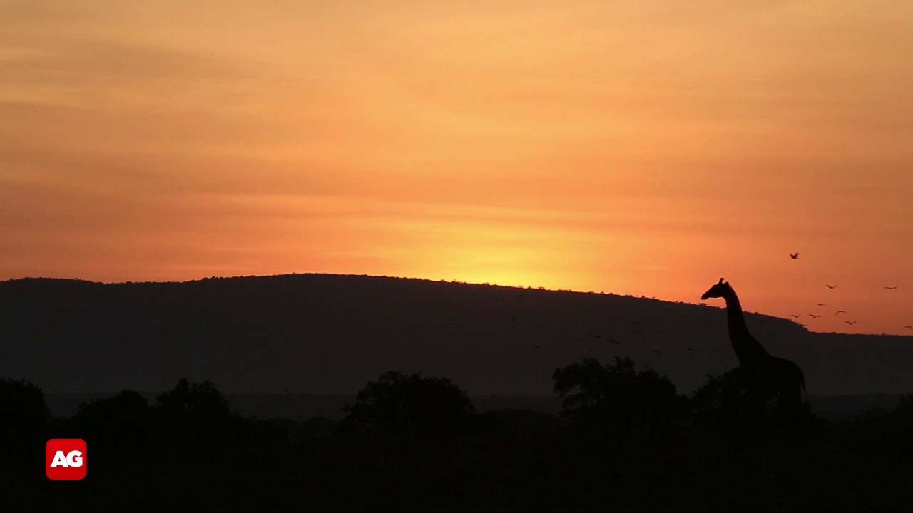Magical sunrise with giraffe