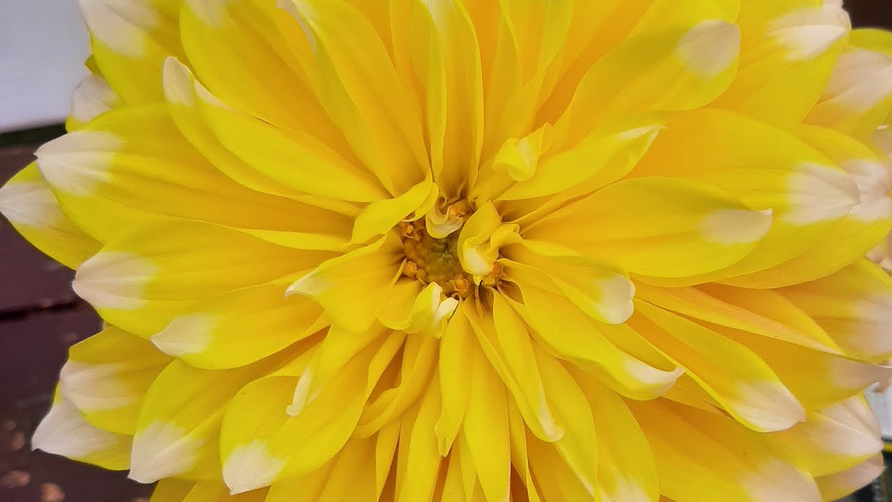 hello friends welcome main aap sabhi ka live mein 🫰💐🤗