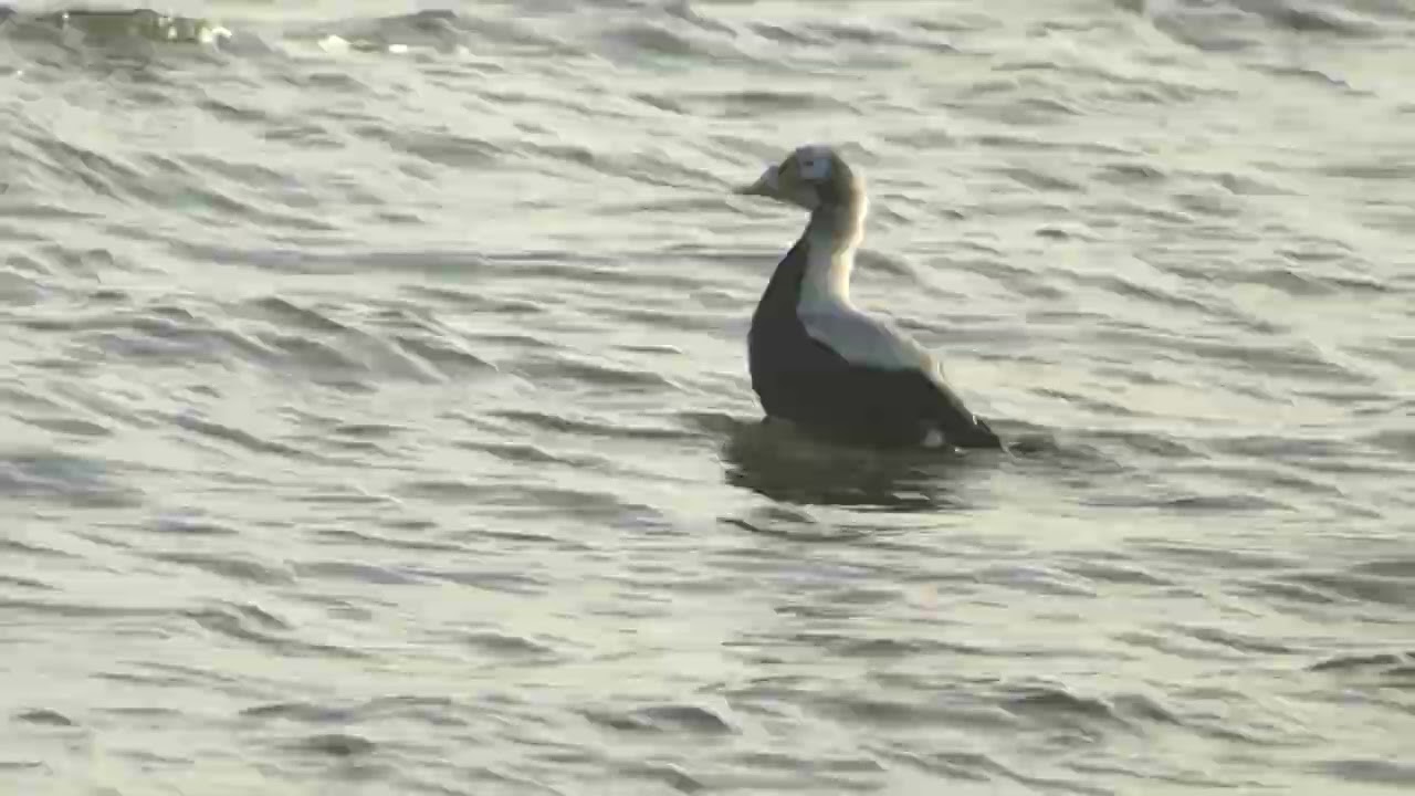 Spectacled Eider male Brileider man Texel The Netherlands Luuk Punt 251221 1