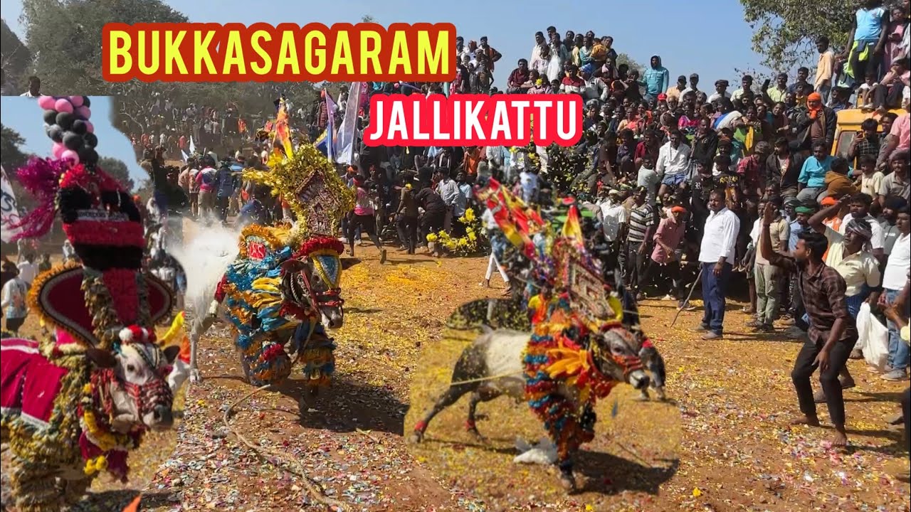Bukkasagaram (புக்கசாகரம்) Jallikattu - festival jallikattu 2026 #shoolagiri #2026 