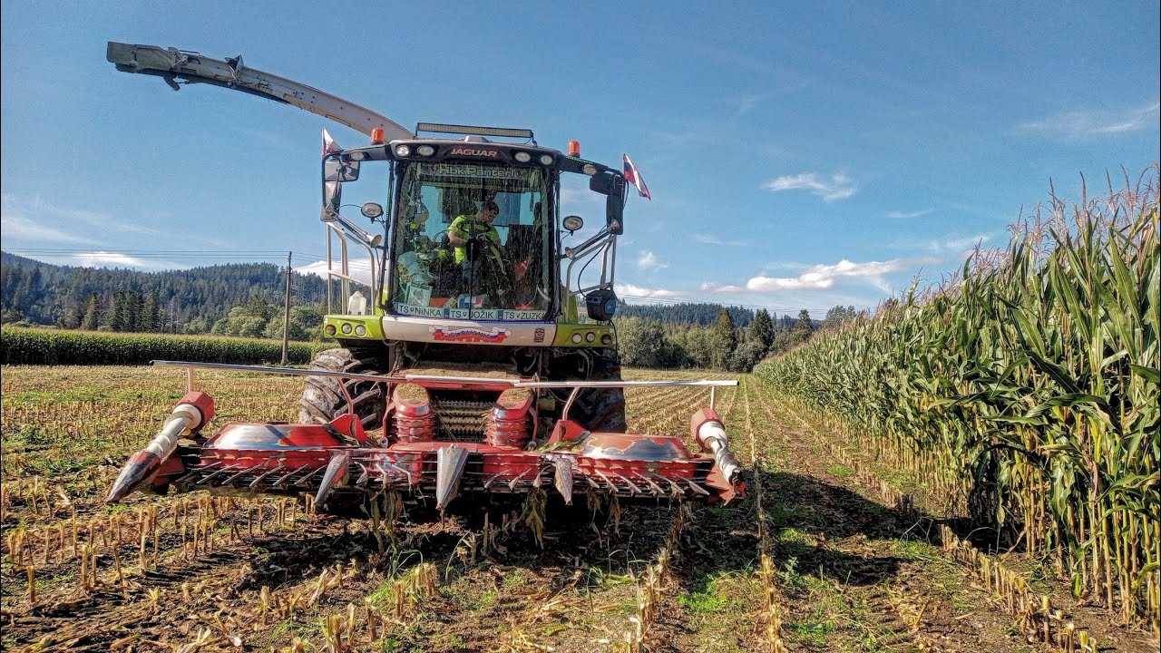 Siláže/Silage/KOSZENIE KUKURYDZY 2021-Claas Jaguar 850,John Deere,Landini Landpower,Manitou-