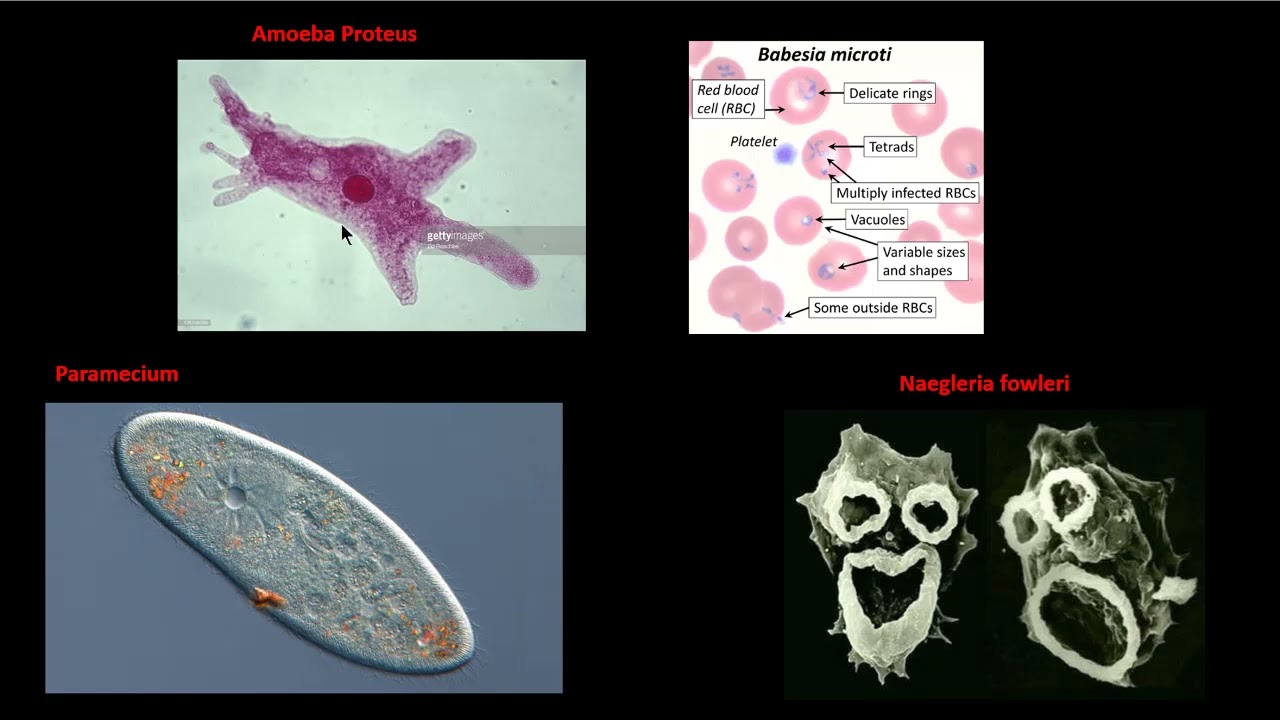 TYPES OF MICROORGANISMS