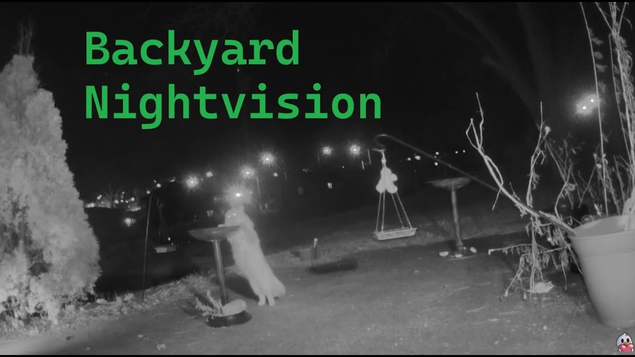 winter night vision~  backyard cam with music (Jan 19, 2026)