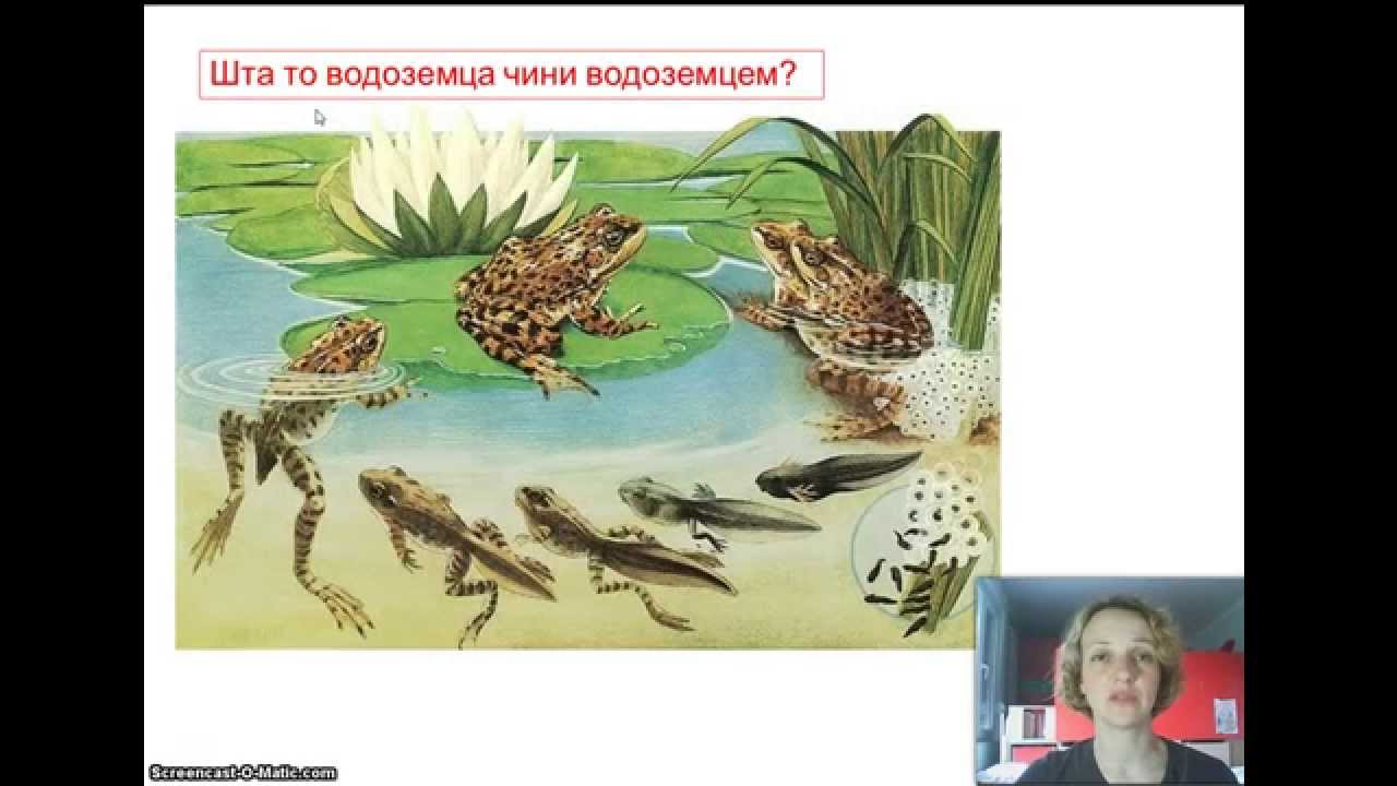 Izokrenuta učionica - Vodozemci