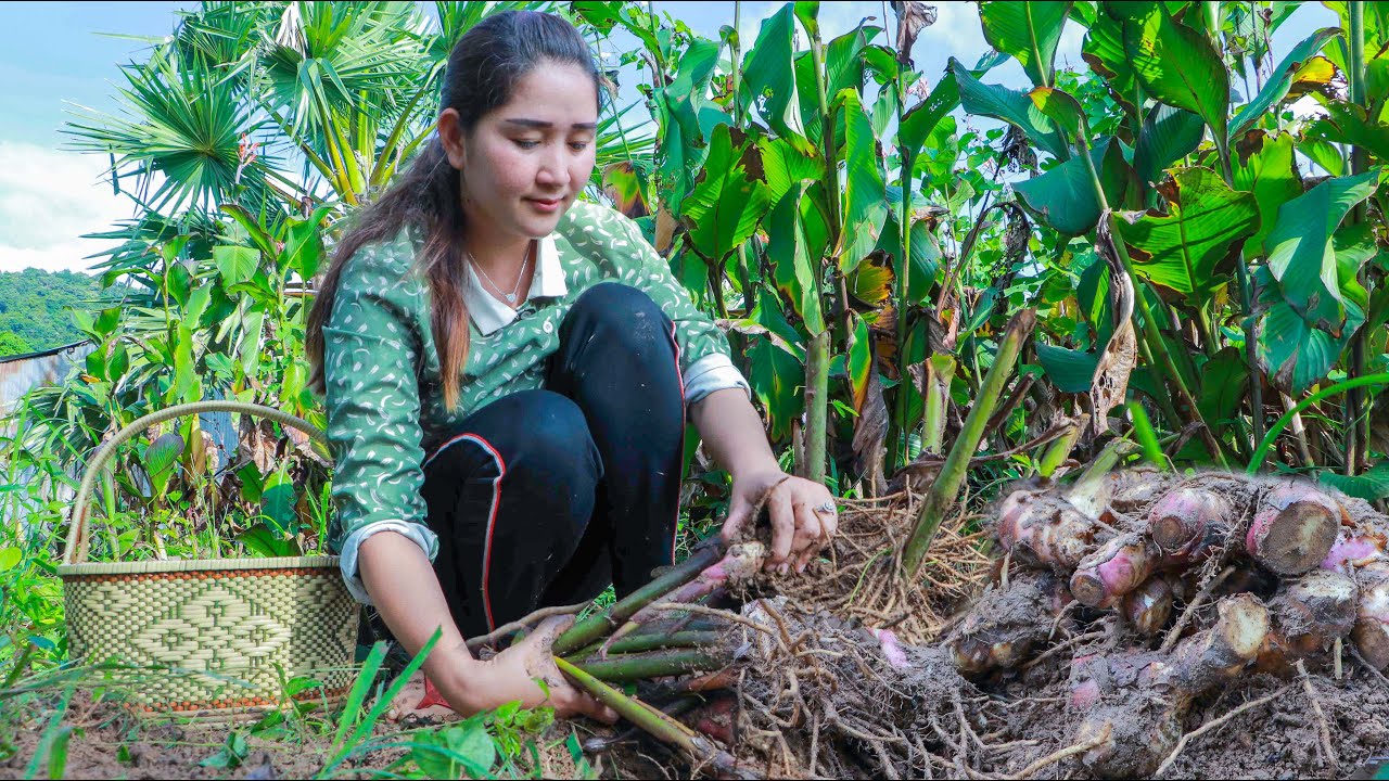 Finding arrowroot for my meal today - Arrowroot digging