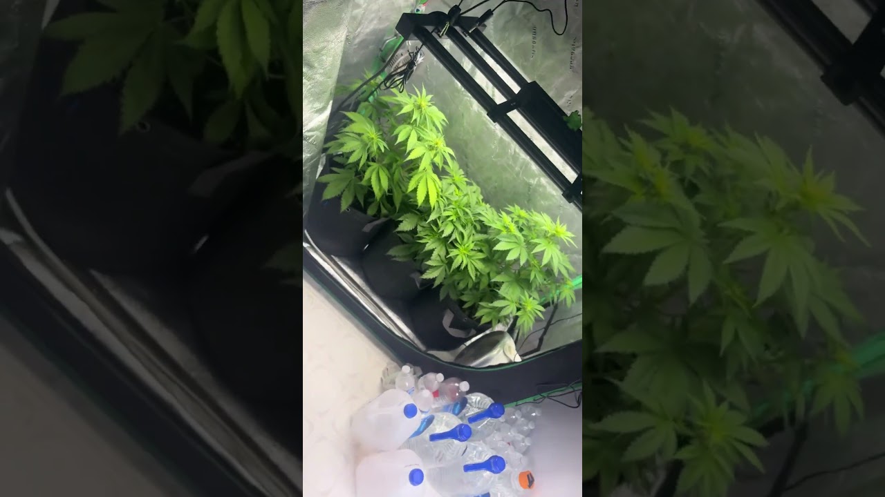 Update on the autoflowers 2 weeks into flower!