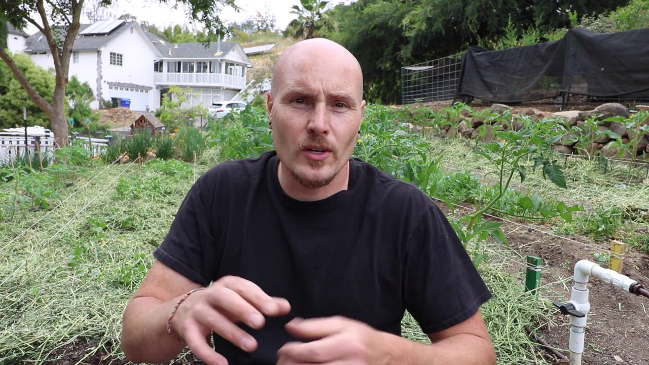 Mulching with HAY, not PLASTIC - Here's Why...