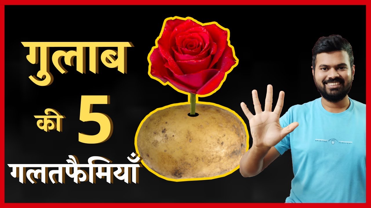 गुलाब की पांच गलतफैमियाँ | 5 Rose Misconceptions