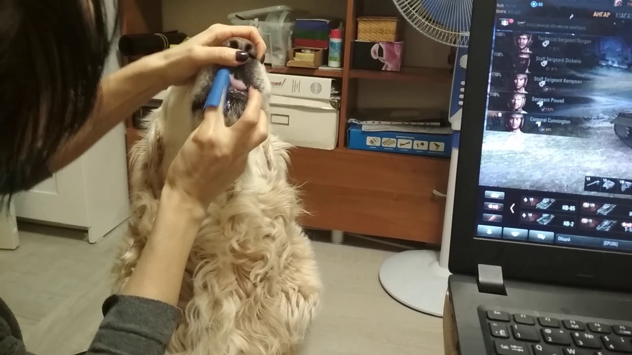 Собаки! Golden Retriever(золотистый ретривер) ,чистим зубы!))