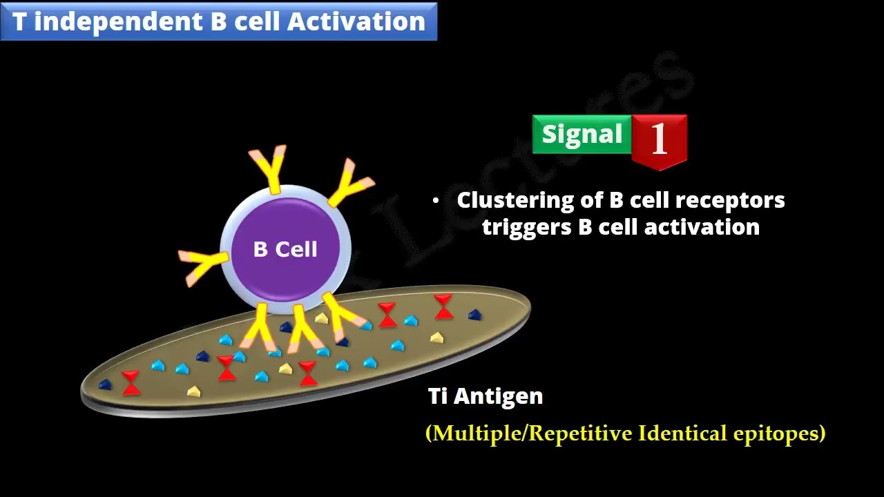 B cell Activation and Differentiation PART 1  T Independent Activation FL Immuno 48