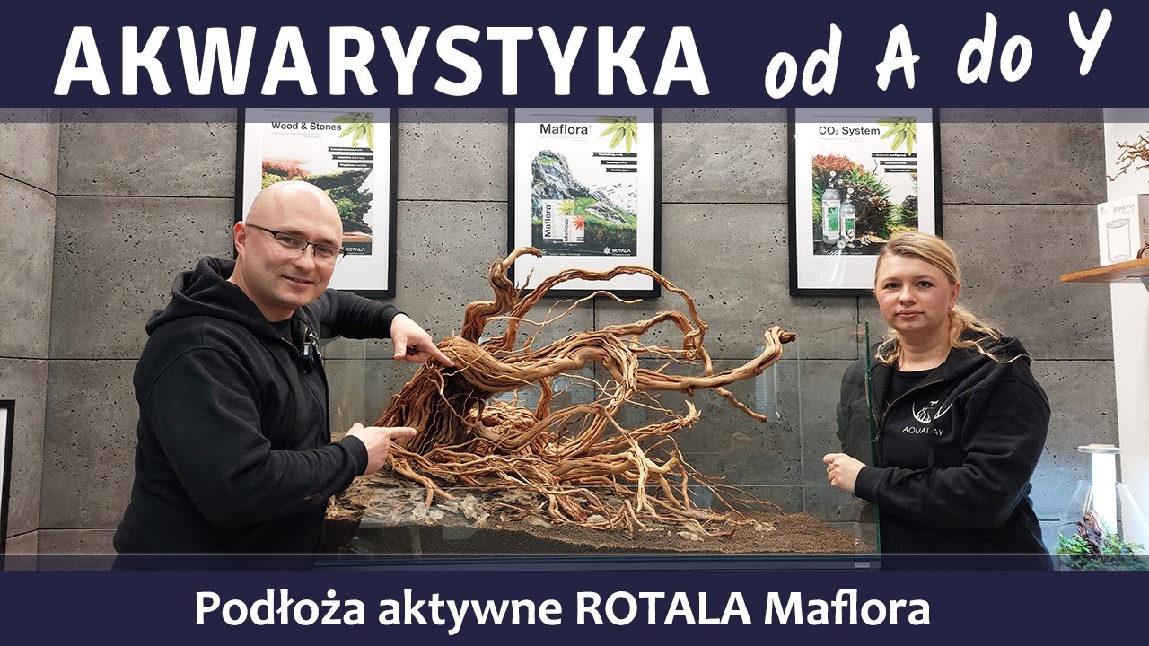 Akwarystyka od A do Y z AQUARAY - korzenie ROTALA Premium Azalea Wood 🪵💚🍀