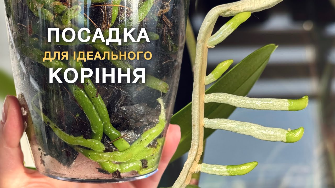 НАЙРЕЗУЛЬТАТИВНІША ПОСАДКА для росту коріння!#orchid #орхидея #орхідеї #орхидеякорень #посадка