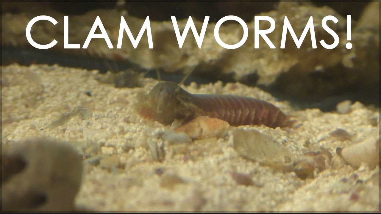 CLAM WORMS | 5 Crazy Clam Worm Facts