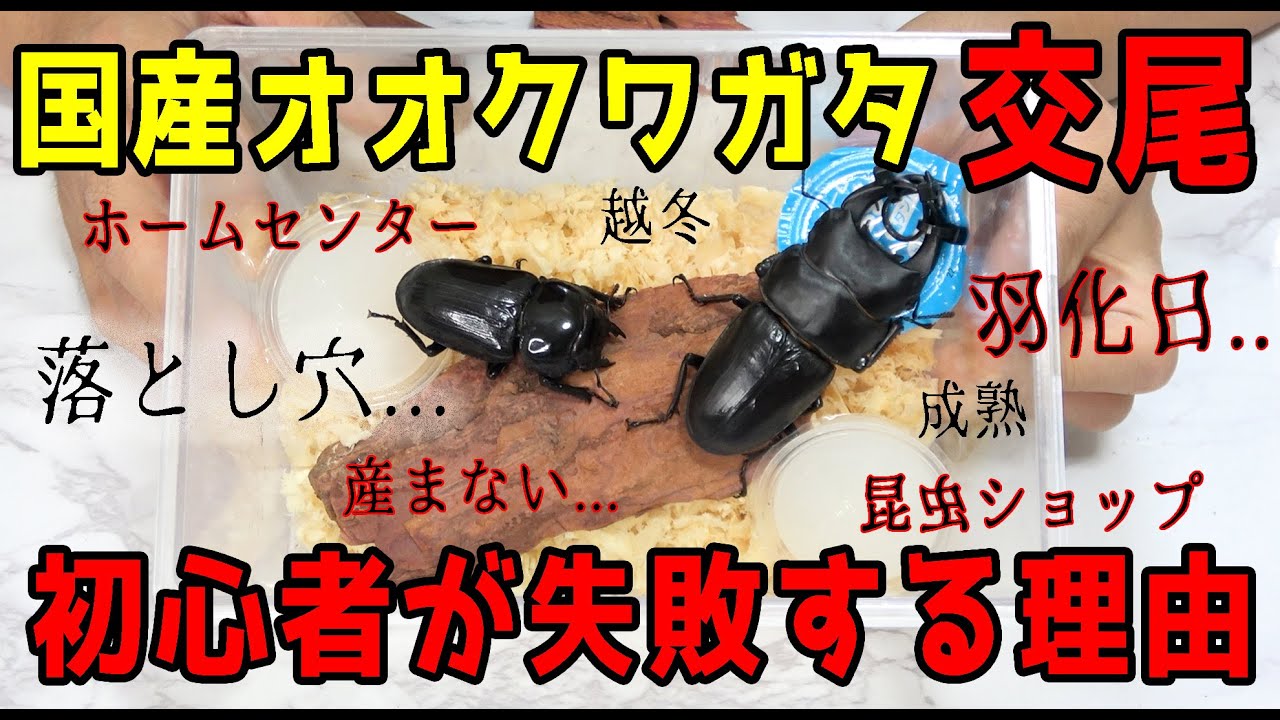【初心者必見】そのオオクワガタ本当に大丈夫？交尾の時期とさせ方【注意点】ペアリング