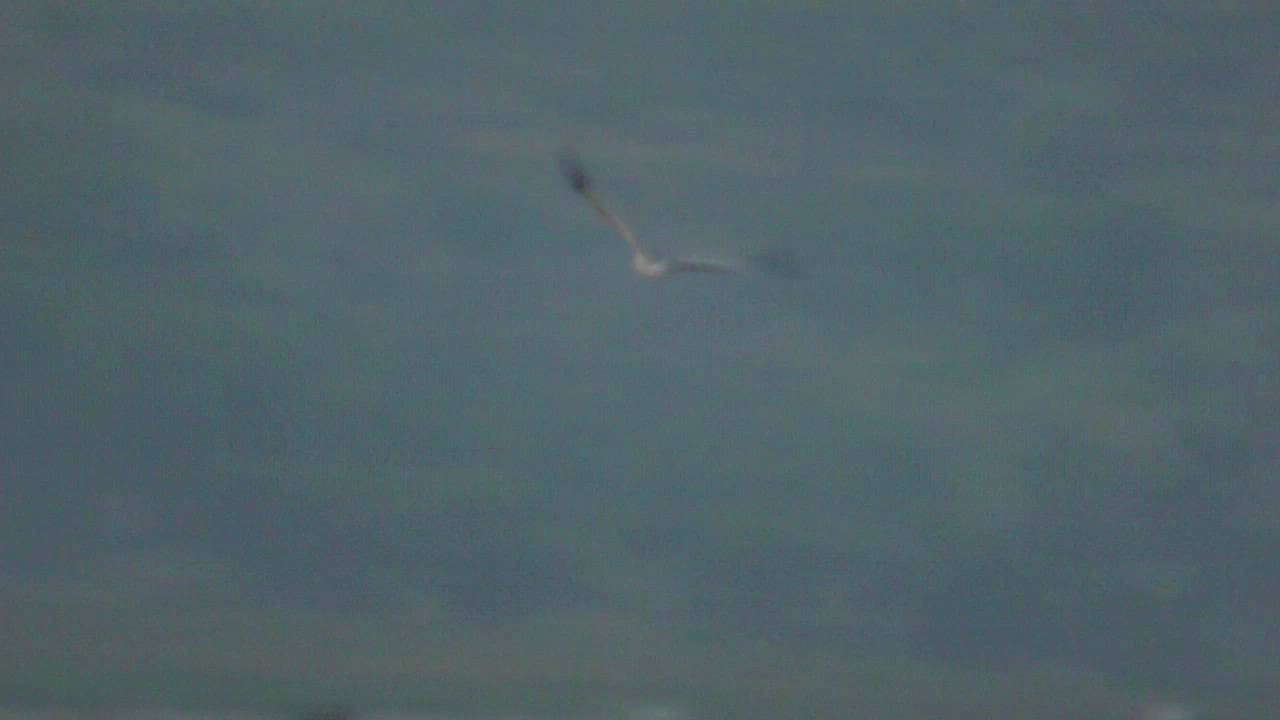 Hen Harrier - Circus cyaneus