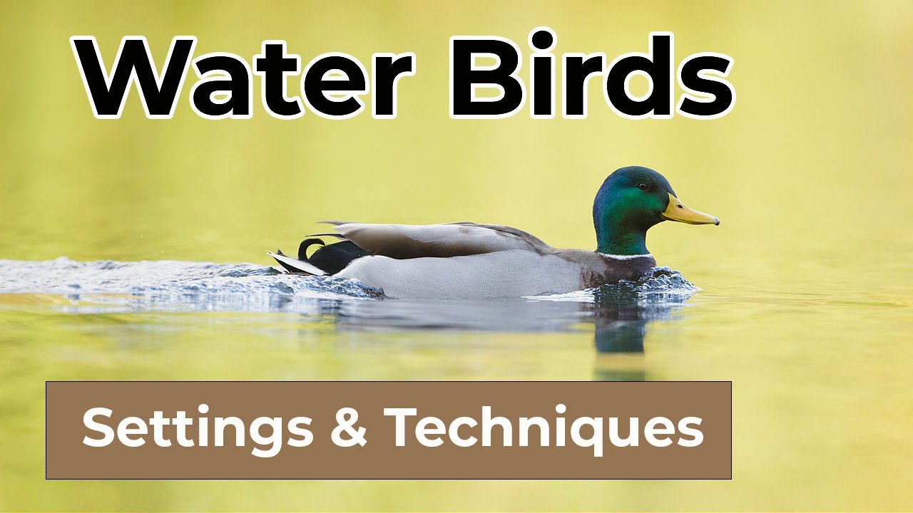 How to Photograph Water Birds - Camera Settings & Techniques