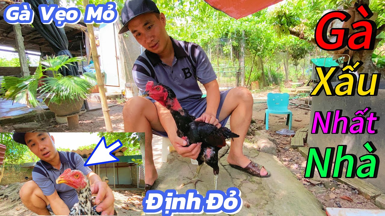 Định Đỏ - Em Gà Không Vào Mắt Nhất Nhà Và Em Gà Mơ Vẹo Mỏ Có Nên Nuôi / Định Đỏ