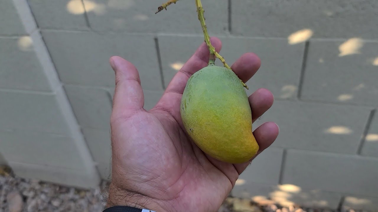 Coconut Cream Mango Tree and Tasting