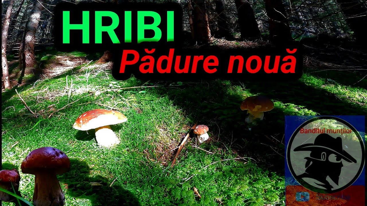 HRIBI printr-o pădure nouă! 🍄🍄🍄 Boletus EDULIS! Munții Apuseni!