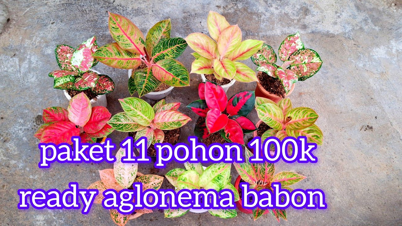 11 pohon 100k babon babon#tanaman hias.