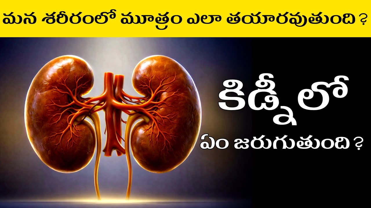 How Urine Is Formed in Our Body? | How Kidneys Work Explained in Telugu