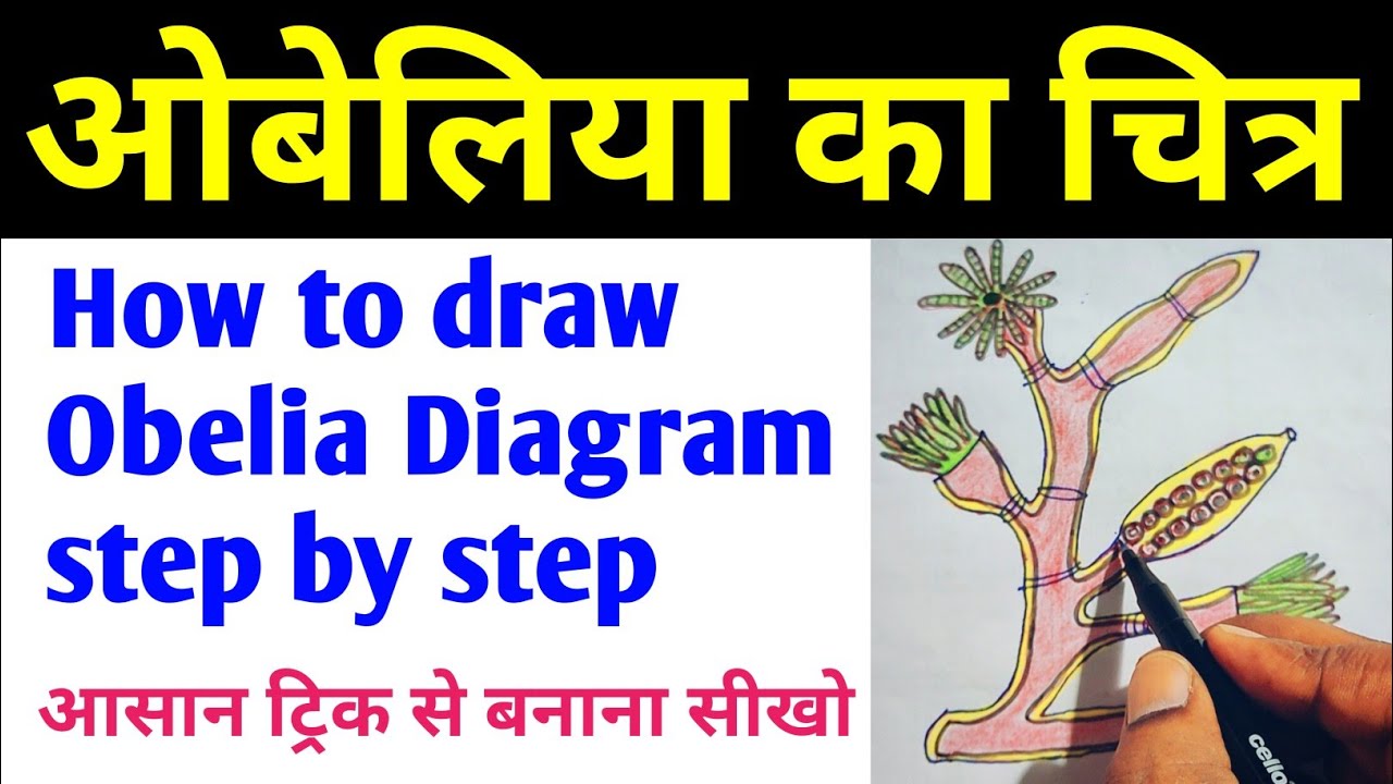 ओबेलिया का नामांकित चित्र | obelia diagram | How to draw Obelia colony | obelia diagram labeled