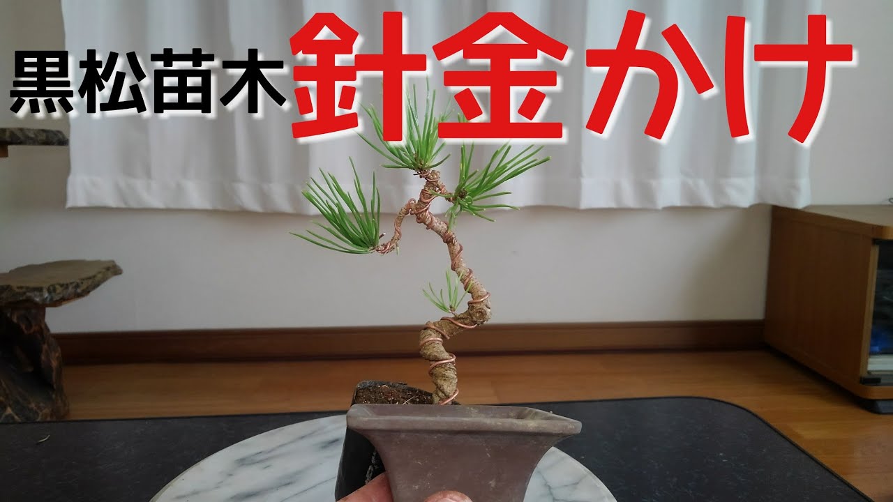 黒松苗木針金かけ（盆栽・初心者の方向け）