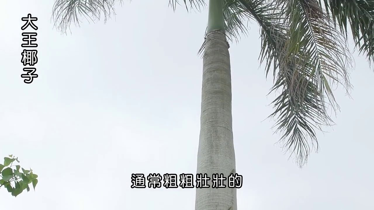 p18草本莖與木本莖
