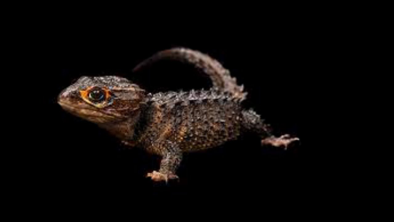 CURIOSIDADES TRIBOLONOTUS GRACILIS||||| 🐲🐲🐲🐲🐲🐲🐲