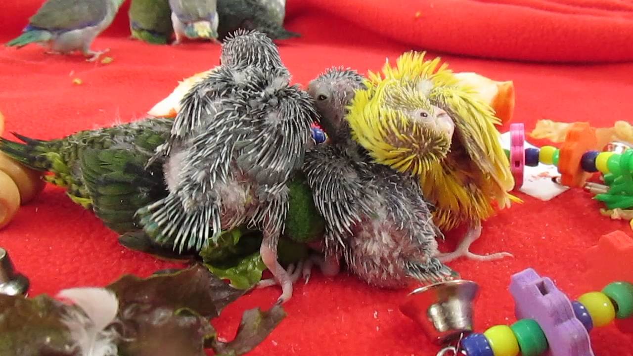 Parrotlets and Linnies: Play Time!
