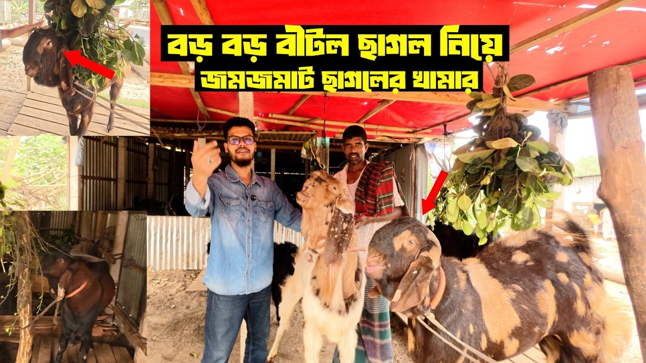 বড় বড় বীটল ছাগল নিয়ে জমজমাট ছাগলের খামার