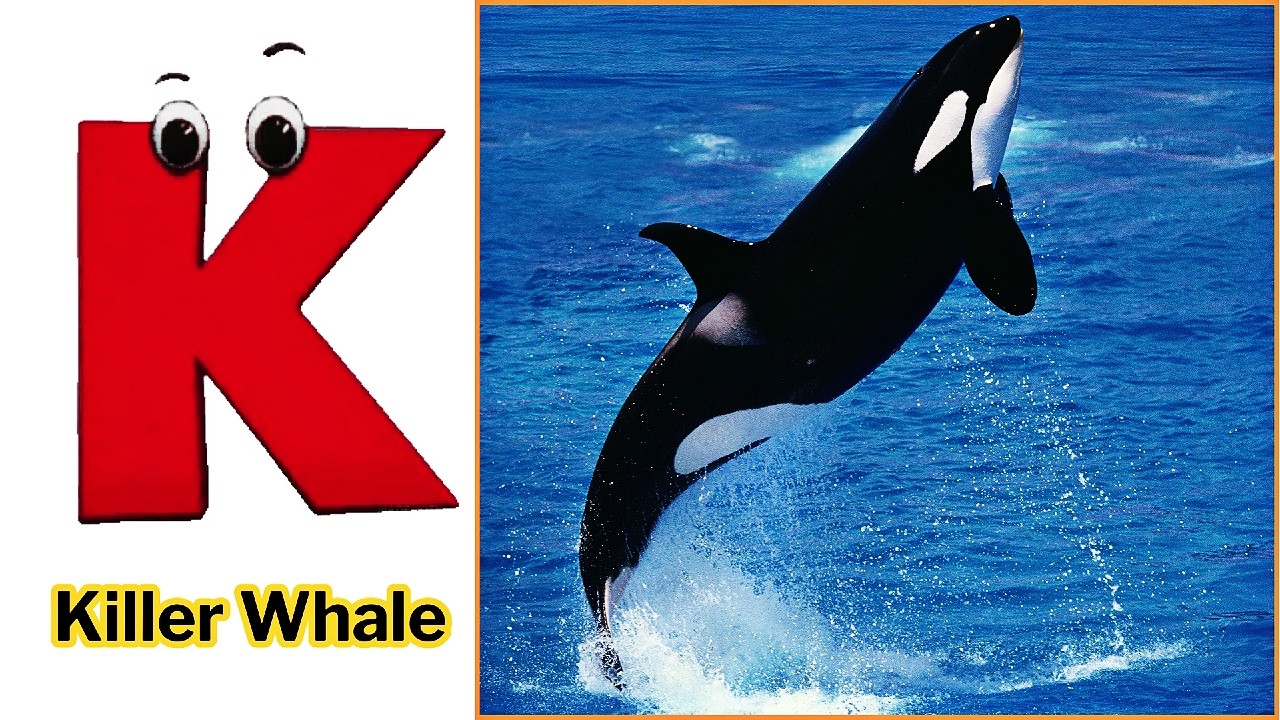 ABC Video for Toddlers | A to Z Alphabet with Sea Animals | Kids Learning Song